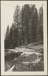 Near summit, Wolf Creek Pass, Colorado