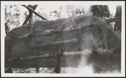 Reinforcing casts for glue molds of stella at Quirigua, Guatemala