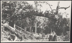 Clearing site at Quirigua, Guatemala